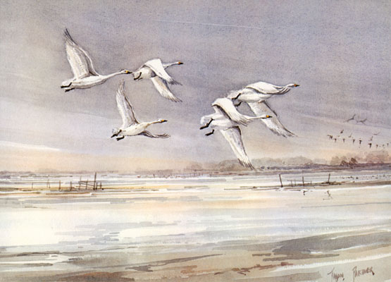 Bewick Swans over the Washes