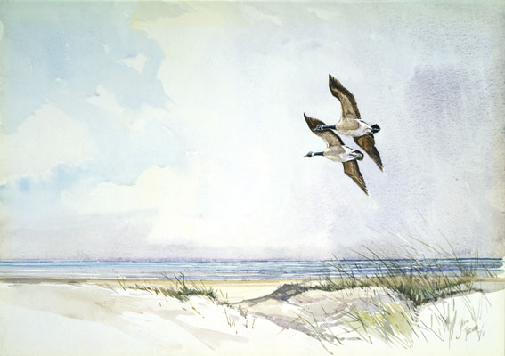 Canada Geese, Blankeney Point, North Norfolk