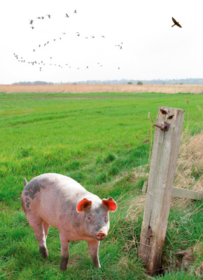Pig in the marshes