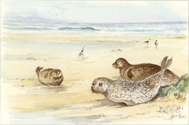 East Coast Seals
