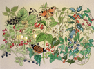 Butterflies and Hedgerow Fruits